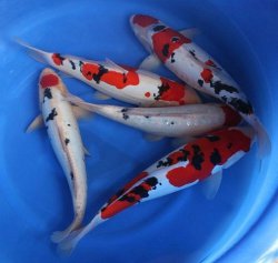 Selektion Variet&auml;ten aus Japan - Koi Fred in Mittelfranken bei N&uuml;rnberg